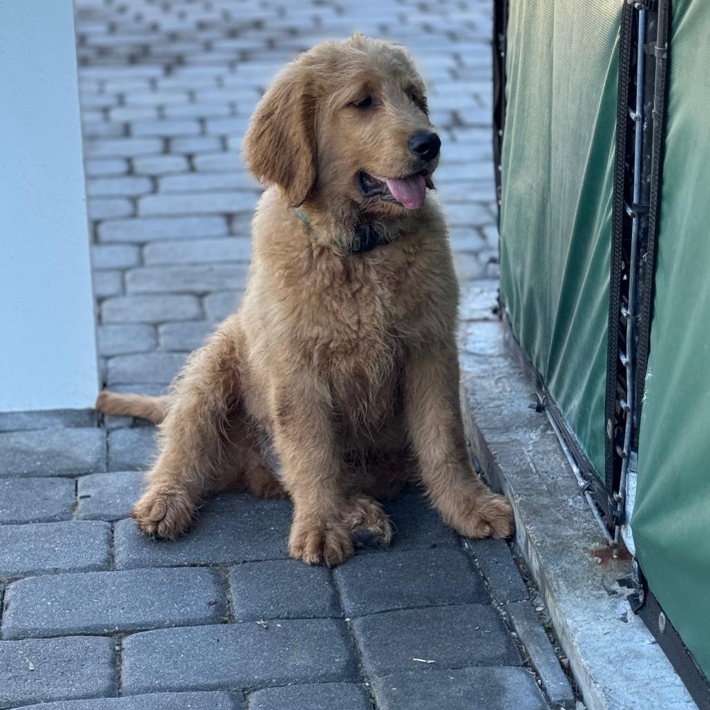 TOAST, a Adoptable mixed breed in Wellington, FL image 2/5