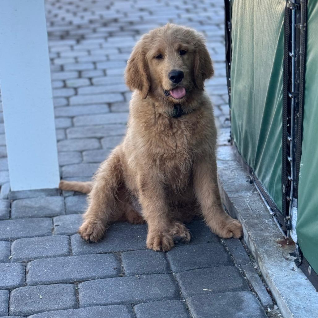 TOAST, a Adoptable mixed breed in Wellington, FL image 3/5
