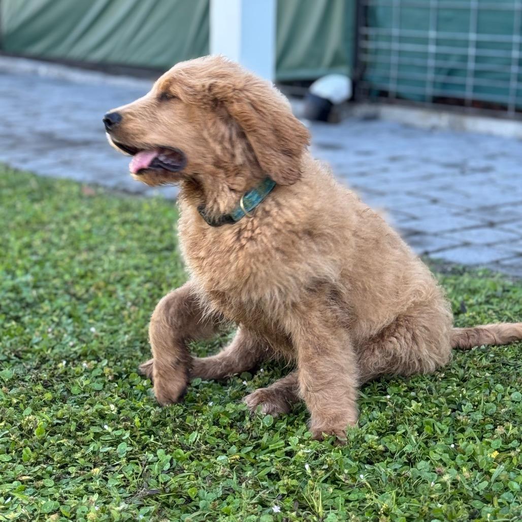 TOAST, a Adoptable mixed breed in Wellington, FL image 4/5
