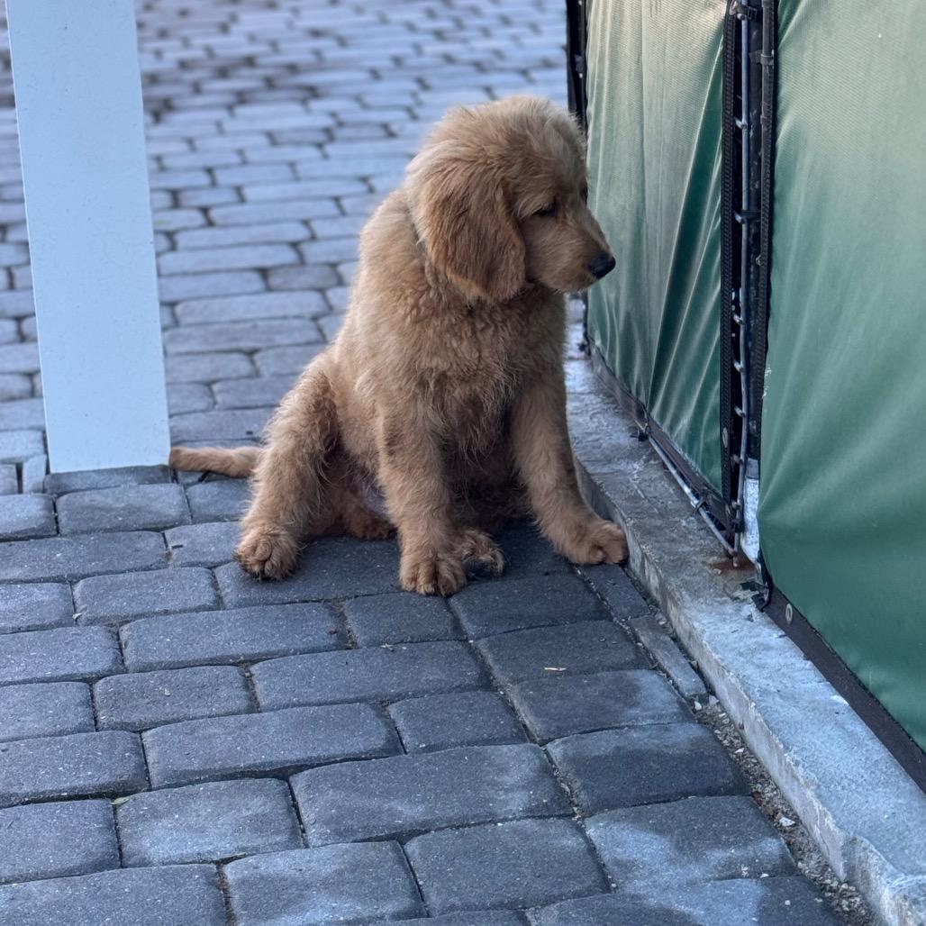 TOAST, a Adoptable mixed breed in Wellington, FL image 5/5