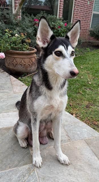 Enlarge Sosa, a Adoptable mixed breed in Commerce City, CO image 2/6