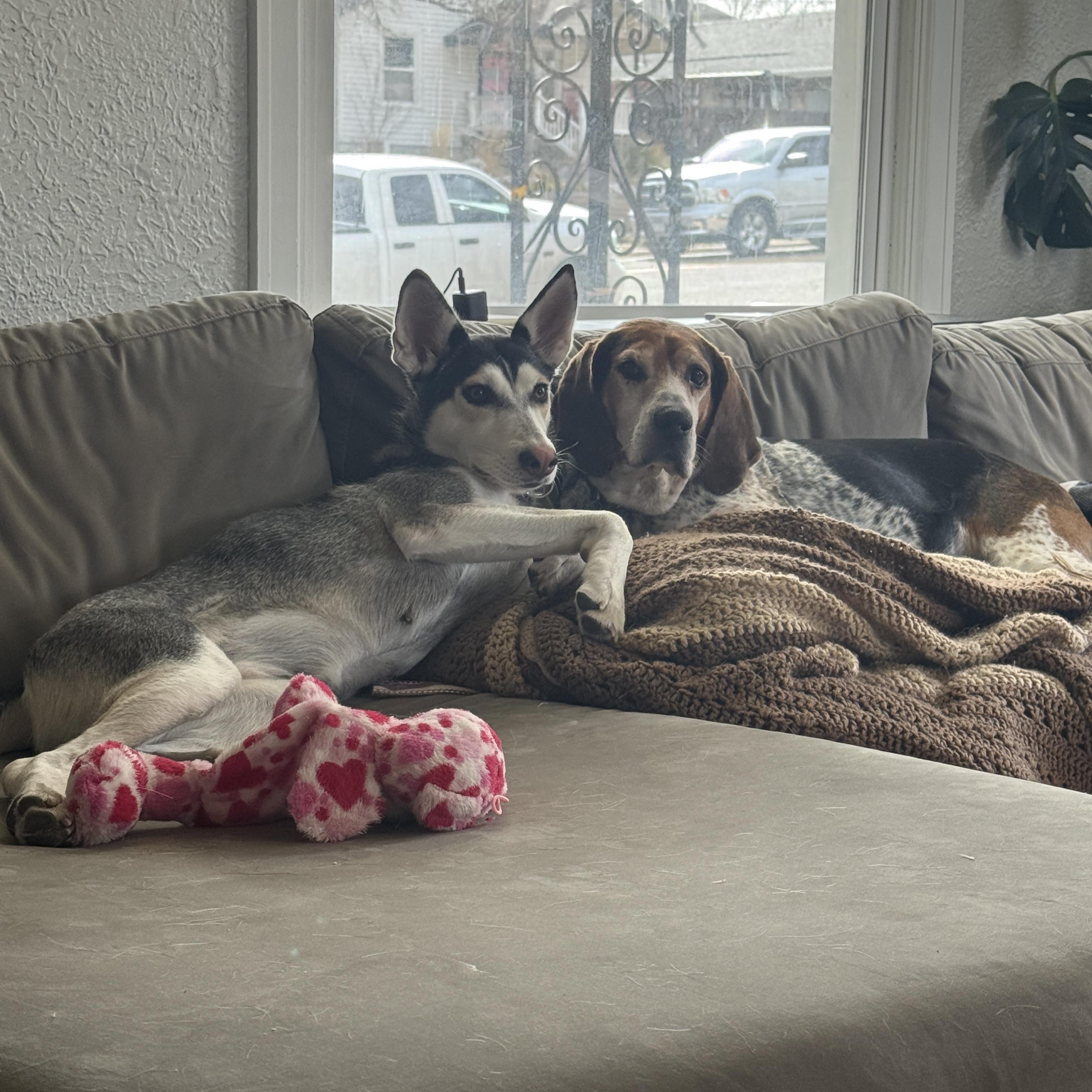 Enlarge Sosa, a Adoptable mixed breed in Commerce City, CO image 6/6
