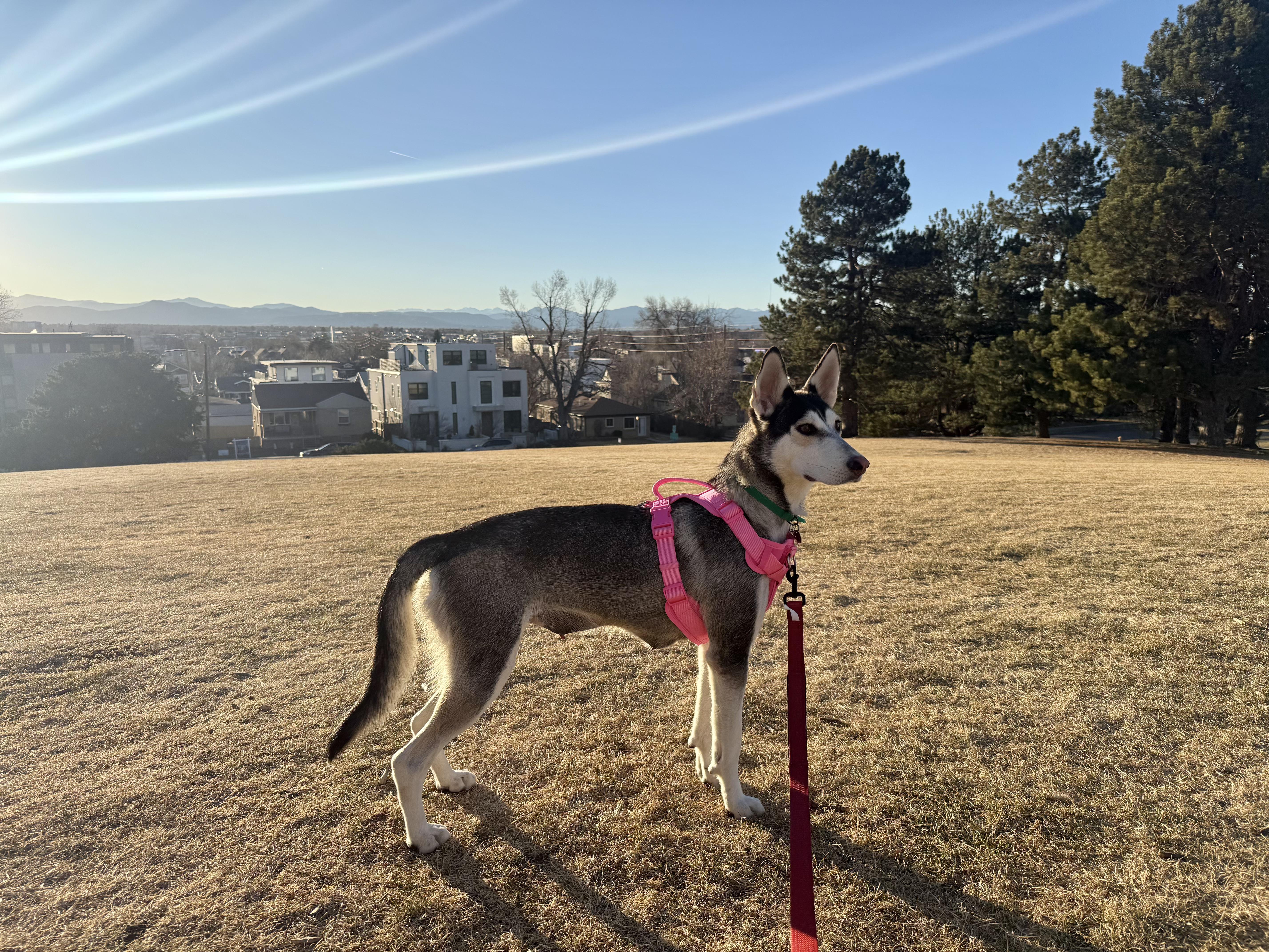 Enlarge Sosa, a Adoptable mixed breed in Commerce City, CO image 3/6