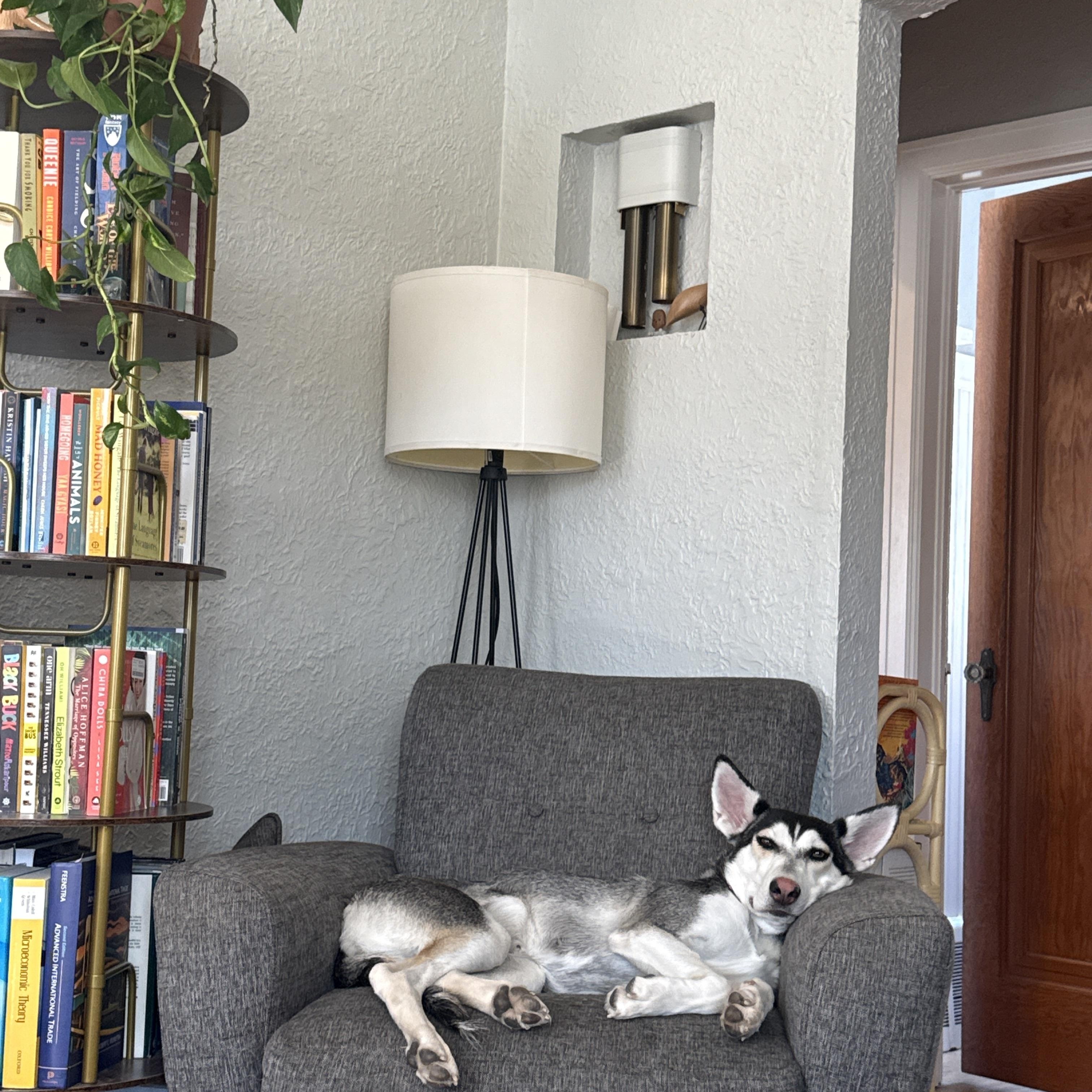 Enlarge Sosa, a Adoptable mixed breed in Commerce City, CO image 5/6