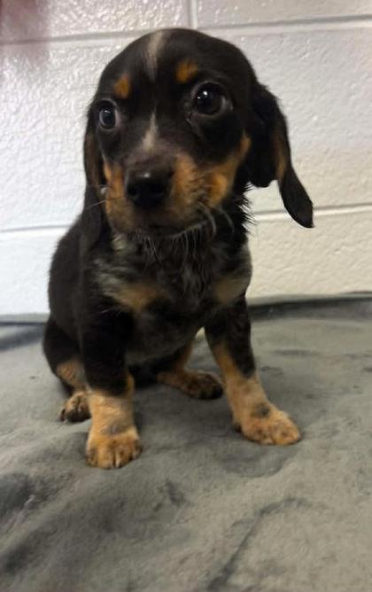 Congratulotions, Adoptable, Adult Female Beagle & Mixed Breed.