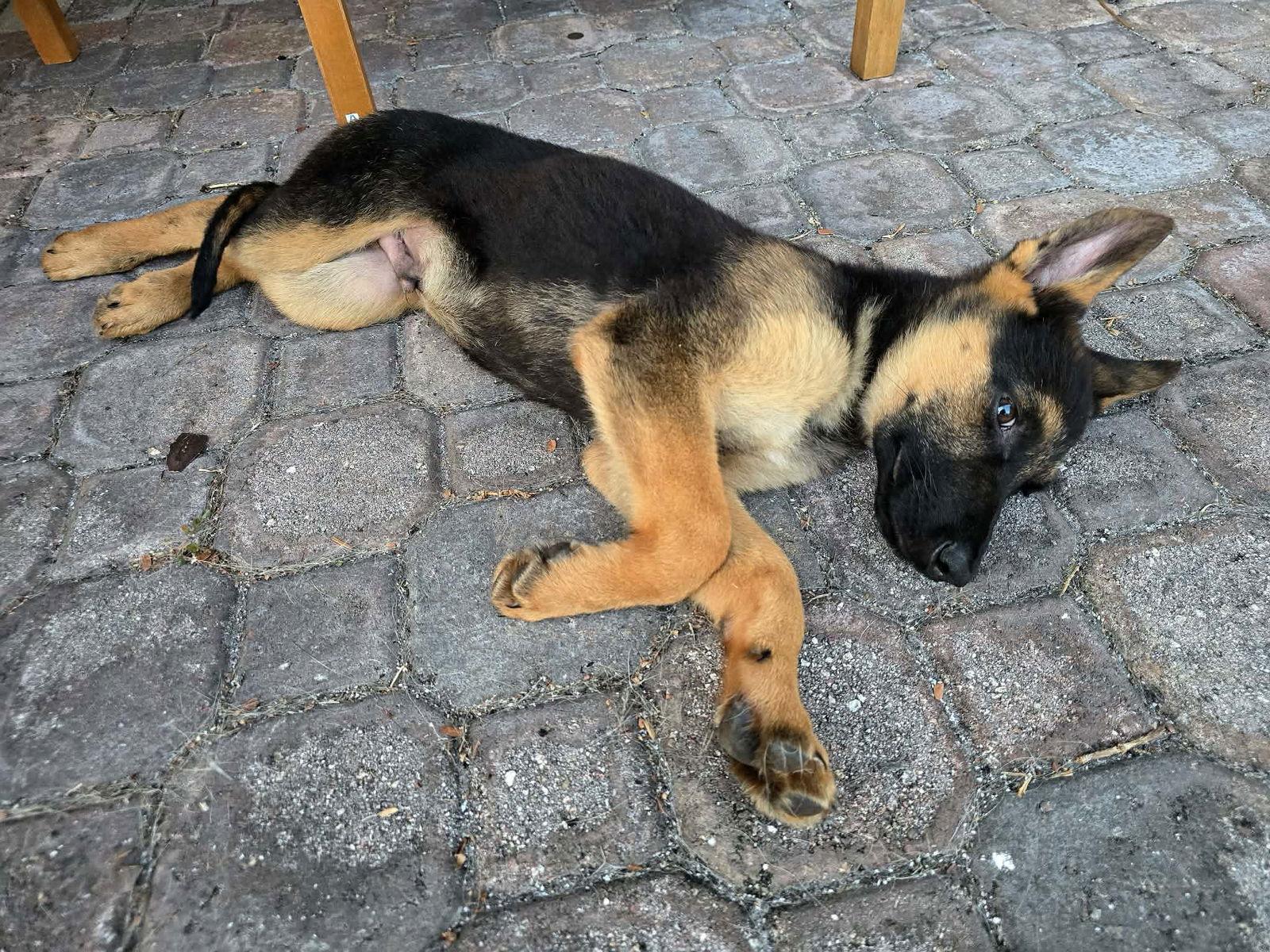 Parker 3057, Adopted, Puppy Male German Shepherd Dog.