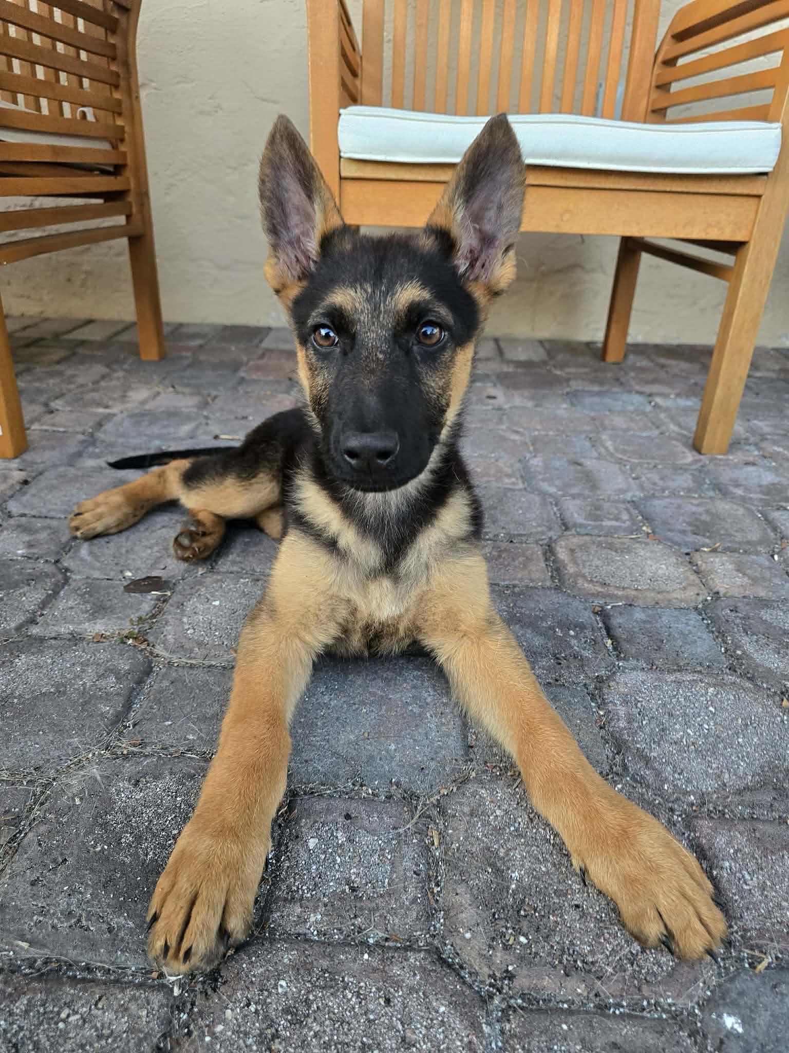 Enlarge Parker 3057, a Adopted German Shepherd Dog in Pompano Beach, FL image 2/3