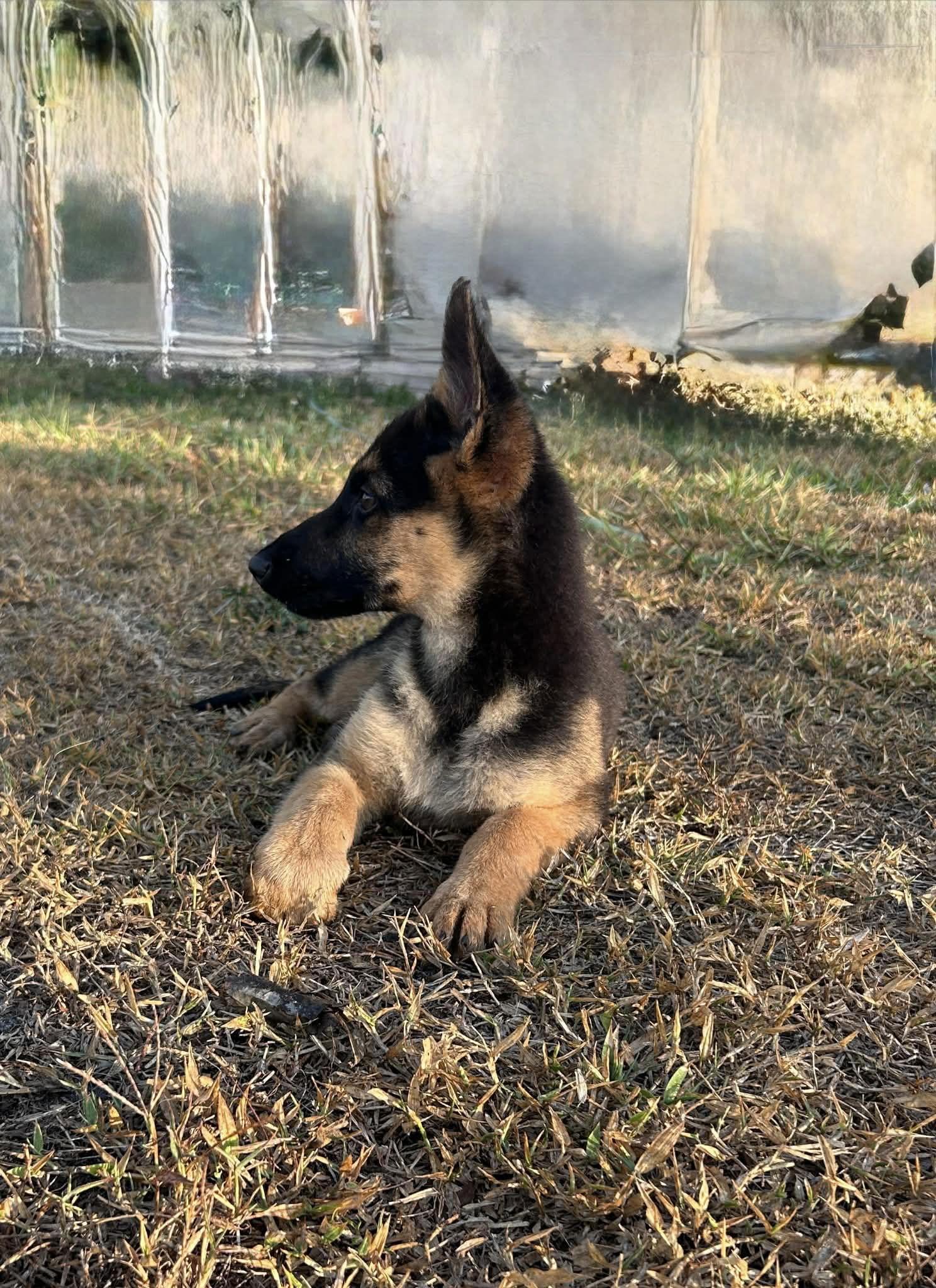 Enlarge Parker 3057, a Adopted German Shepherd Dog in Pompano Beach, FL image 3/3