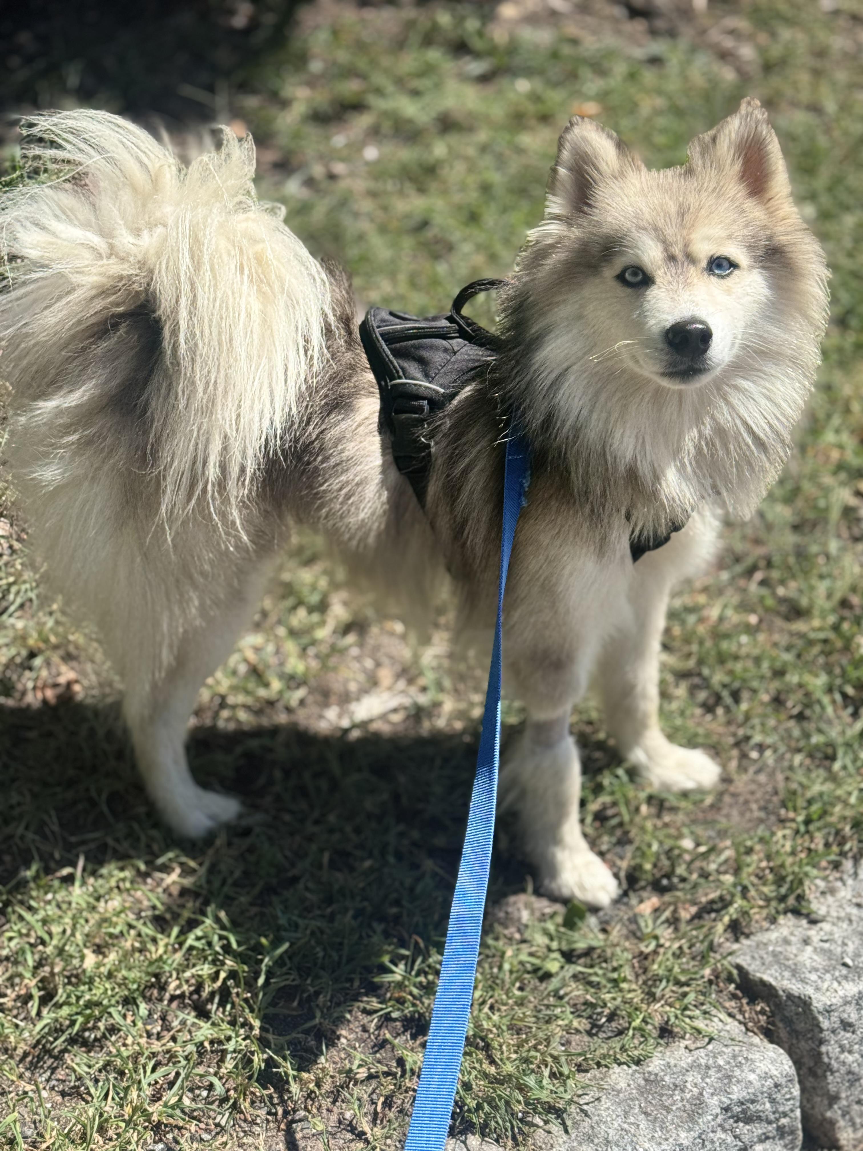 Wolfe, an adoptable Pomsky, Siberian Husky in Staten Island, NY, 10301 | Photo Image 4