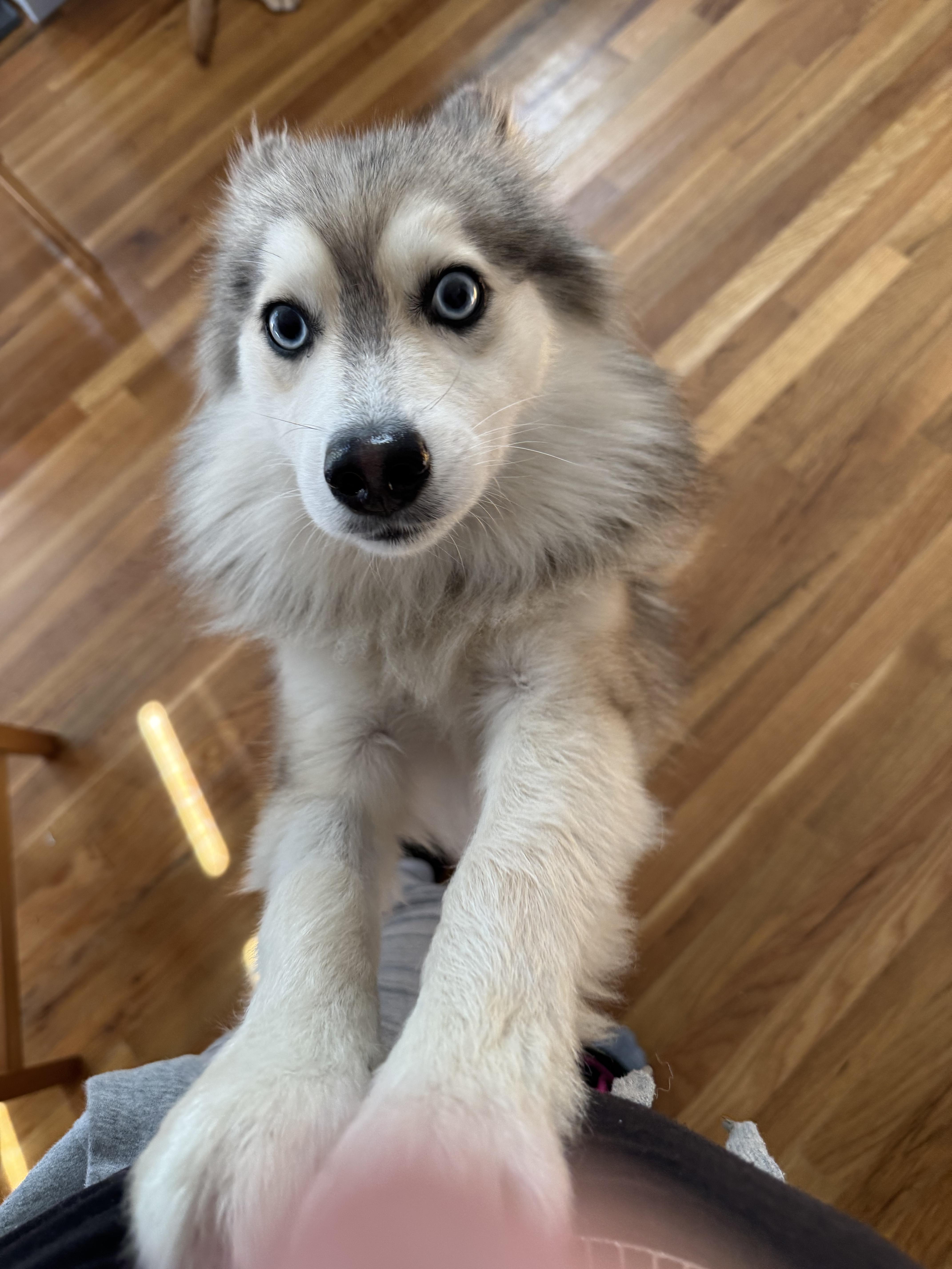 Wolfe, a Adoptable mixed breed in Staten Island, NY image 3/4