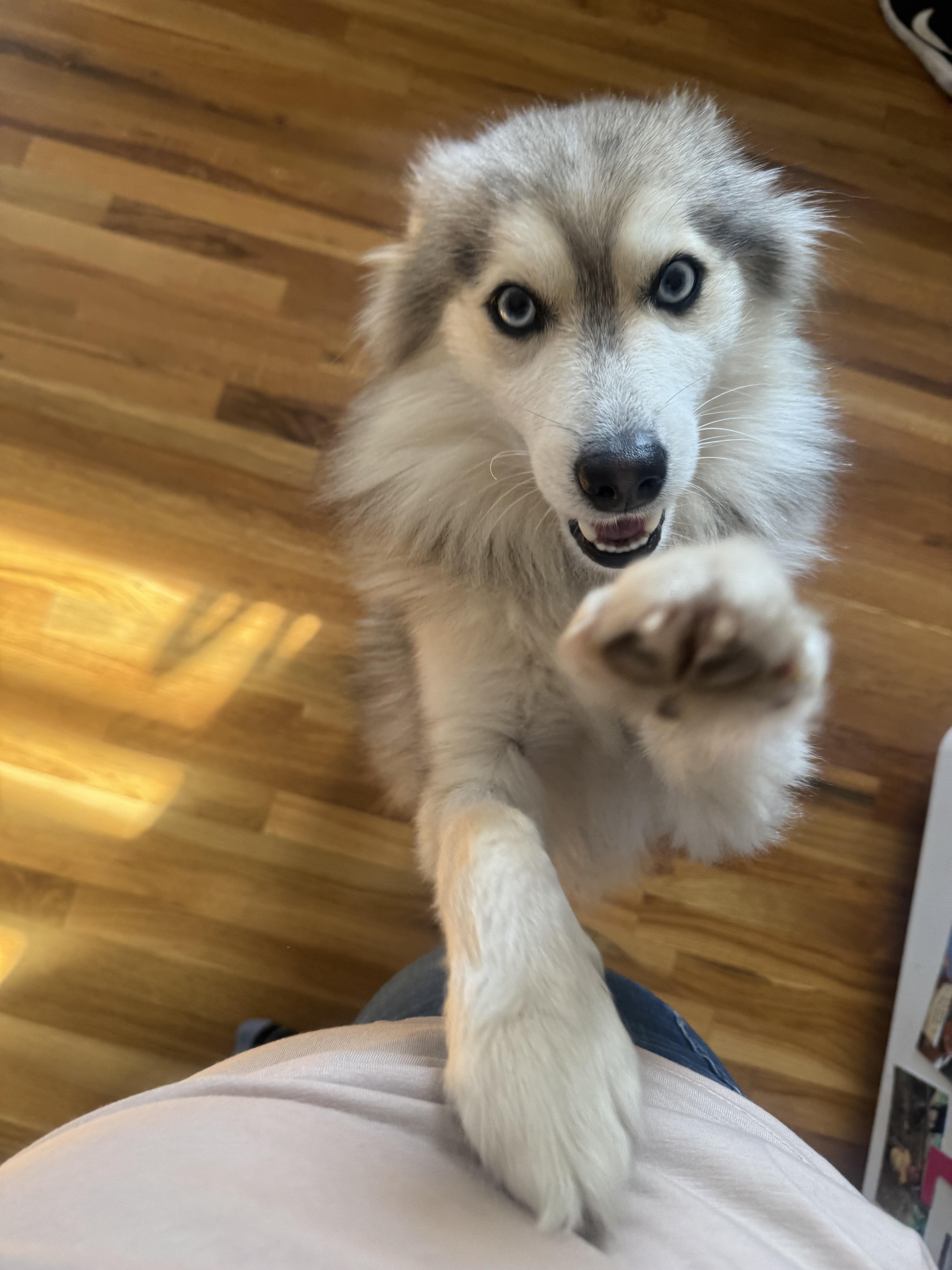 Wolfe, an adoptable Pomsky, Siberian Husky in Staten Island, NY, 10301 | Photo Image 3