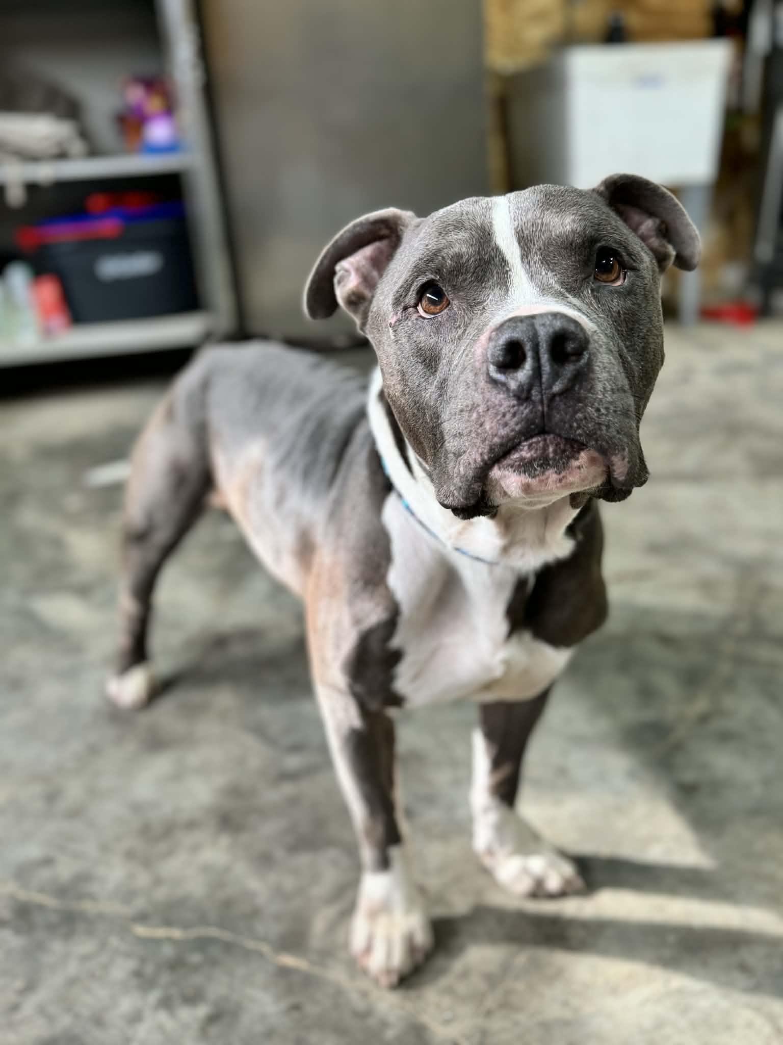 Stitch, a ADOPTABLE mixed breed in Austin, AR image 4/4