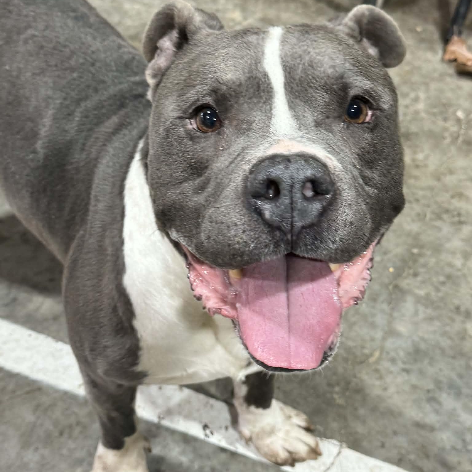 Stitch, a ADOPTABLE mixed breed in Austin, AR image 3/4