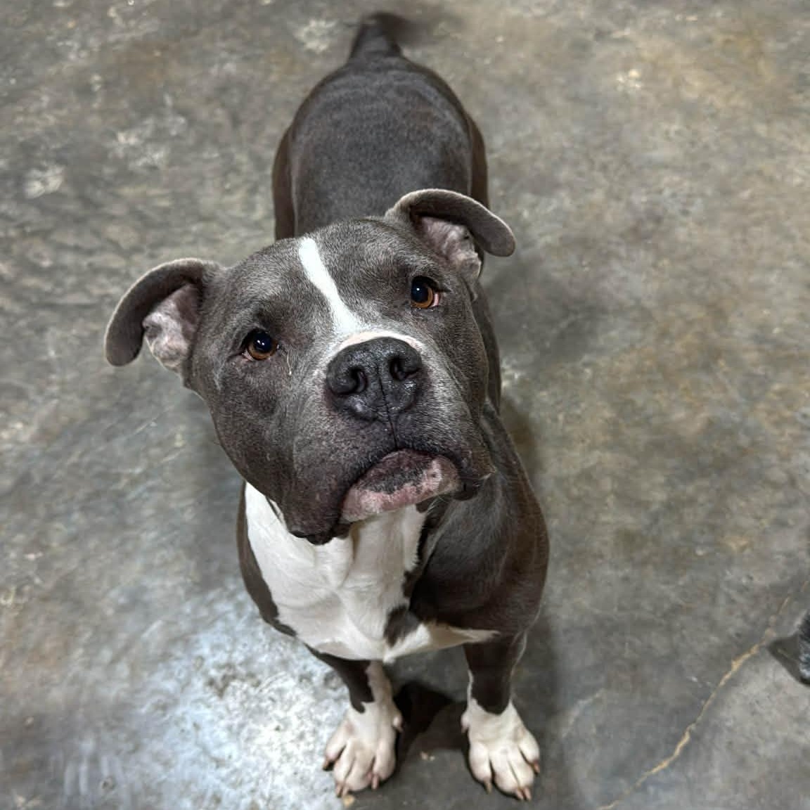 Stitch, ADOPTABLE, Adult Male Pit Bull Terrier.