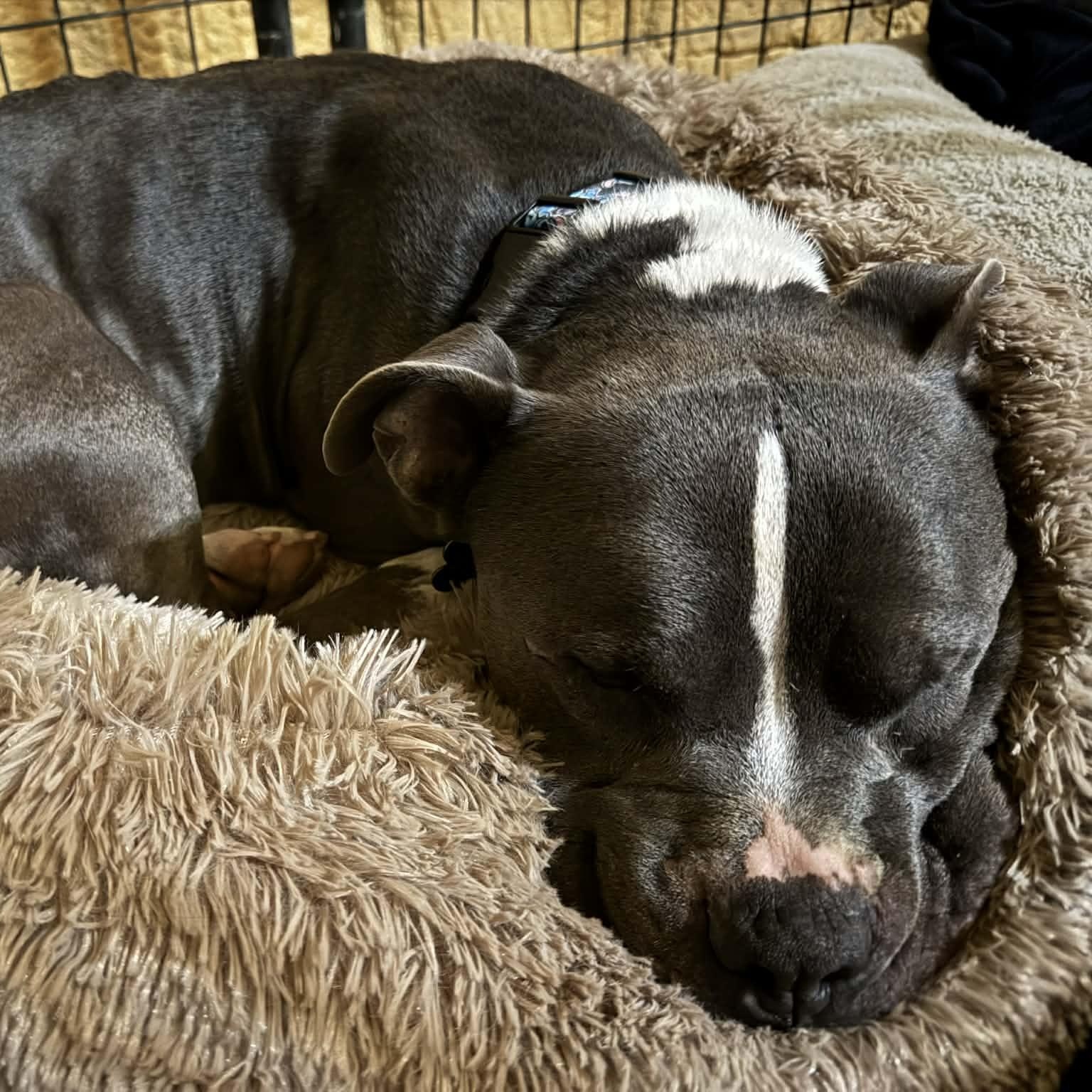 Stitch, a ADOPTABLE mixed breed in Austin, AR image 2/4