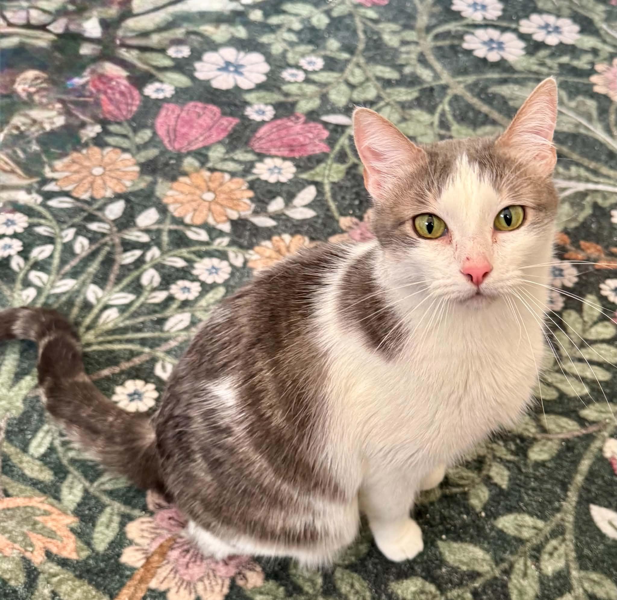 Enlarge Grayson, a ADOPTABLE Domestic Short Hair in Arnold, MO image 4/4