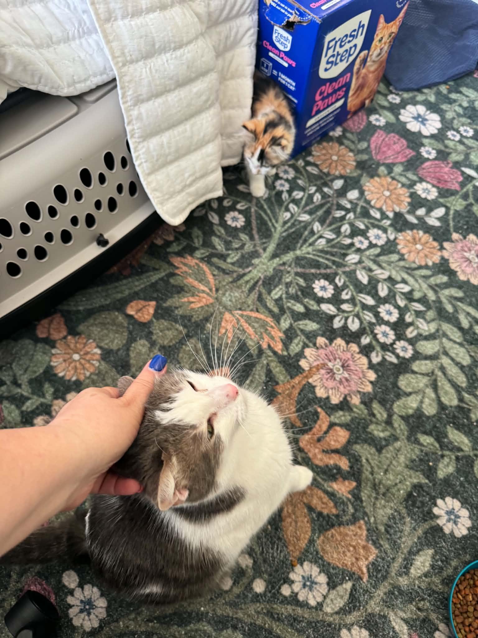 Enlarge Grayson, a ADOPTABLE Domestic Short Hair in Arnold, MO image 2/4