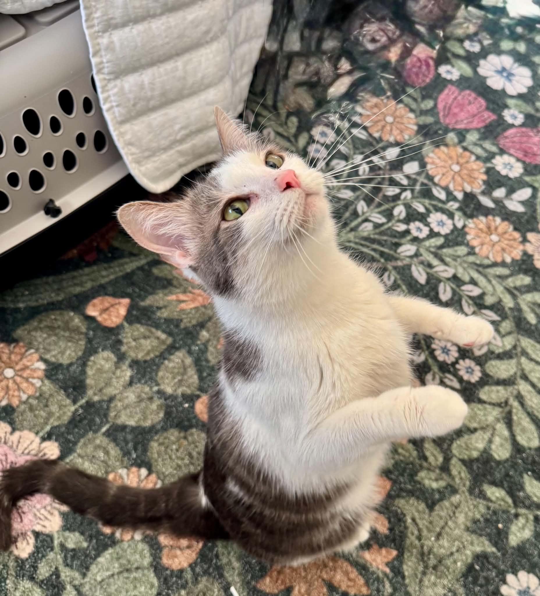 Grayson, ADOPTABLE, Adult Female Domestic Short Hair.