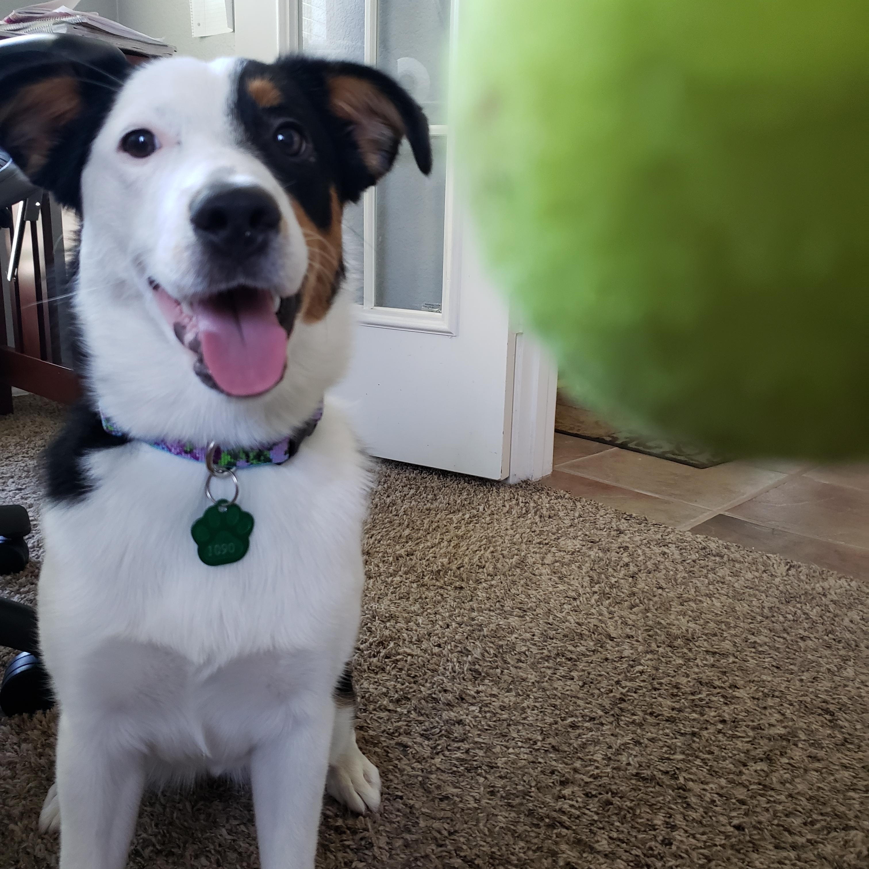 Sydney 1090, ADOPTABLE, Young Female Border Collie.