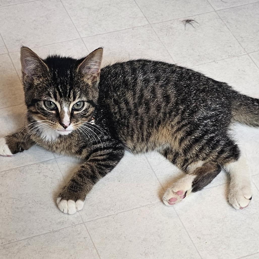 Enlarge Sparkler, a Adoptable Domestic Short Hair in Cincinnati, OH image 1/4
