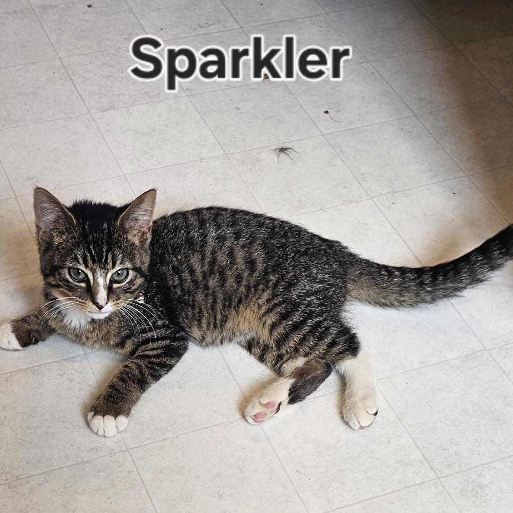Enlarge Sparkler, a Adoptable Domestic Short Hair in Cincinnati, OH image 2/4