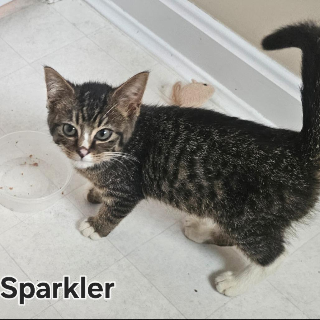 Enlarge Sparkler, a Adoptable Domestic Short Hair in Cincinnati, OH image 3/4