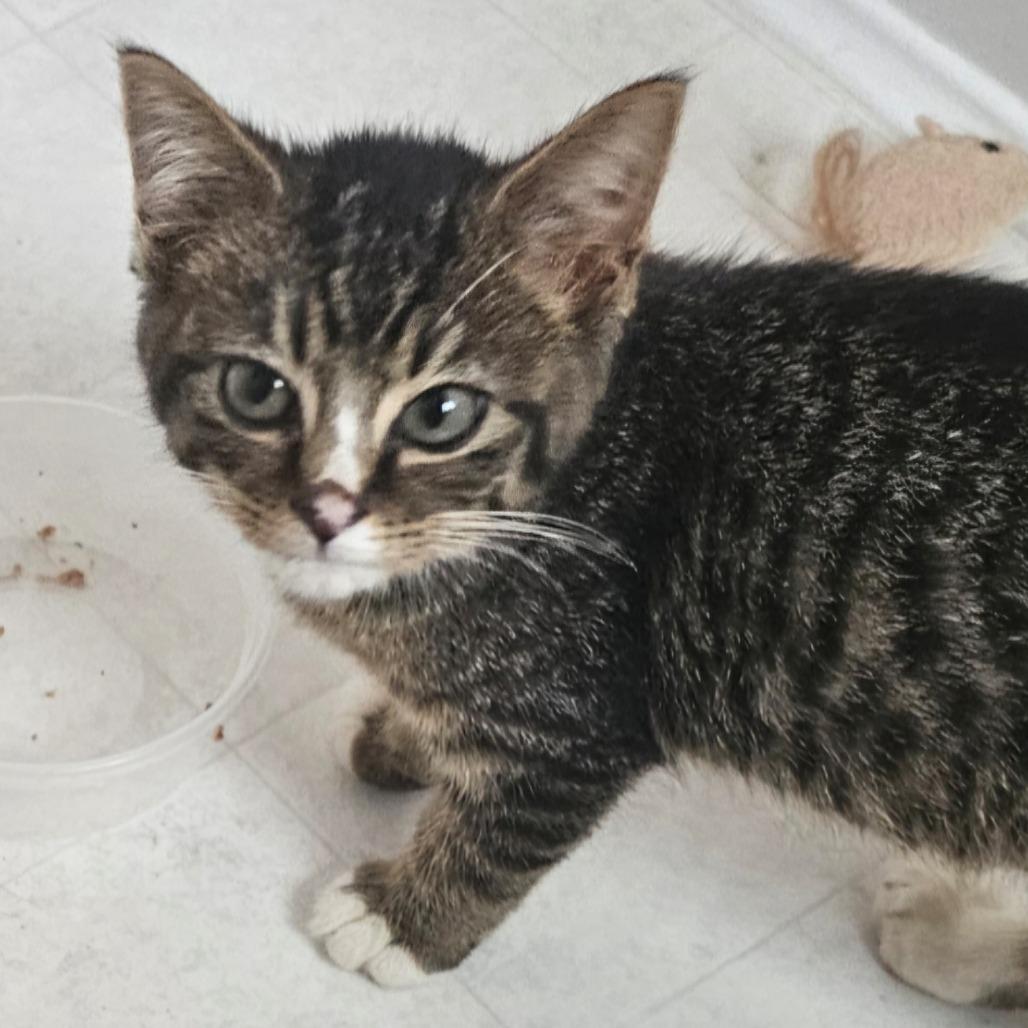 Enlarge Sparkler, a Adoptable Domestic Short Hair in Cincinnati, OH image 4/4