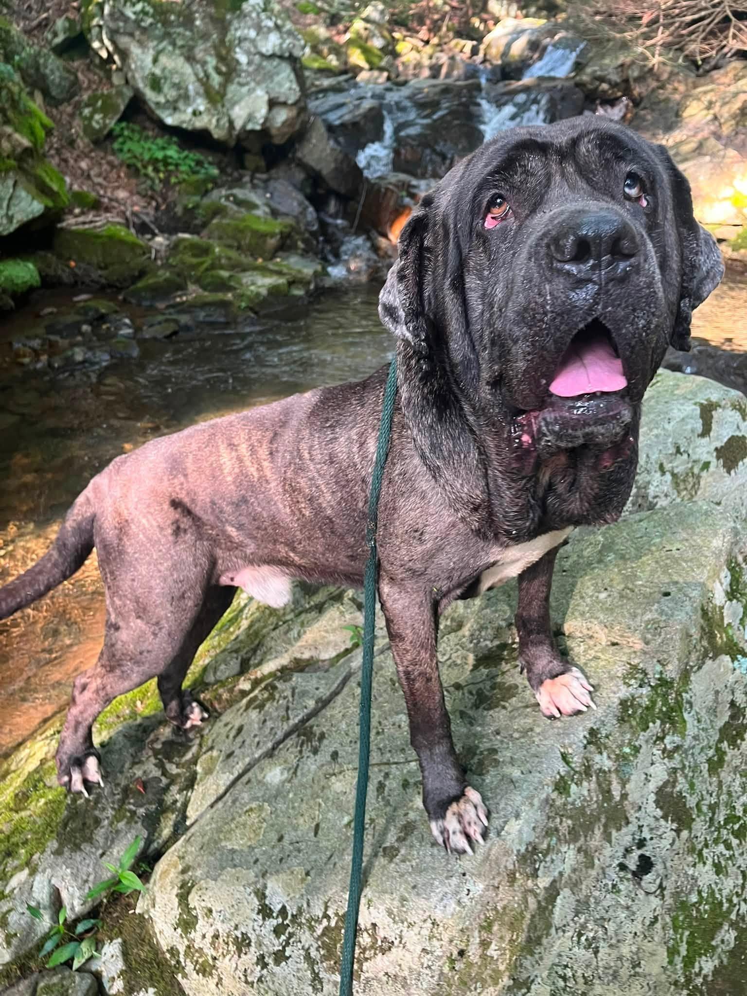 Ghost SCAS, Adoptable, Adult Male Neapolitan Mastiff & Great Dane.