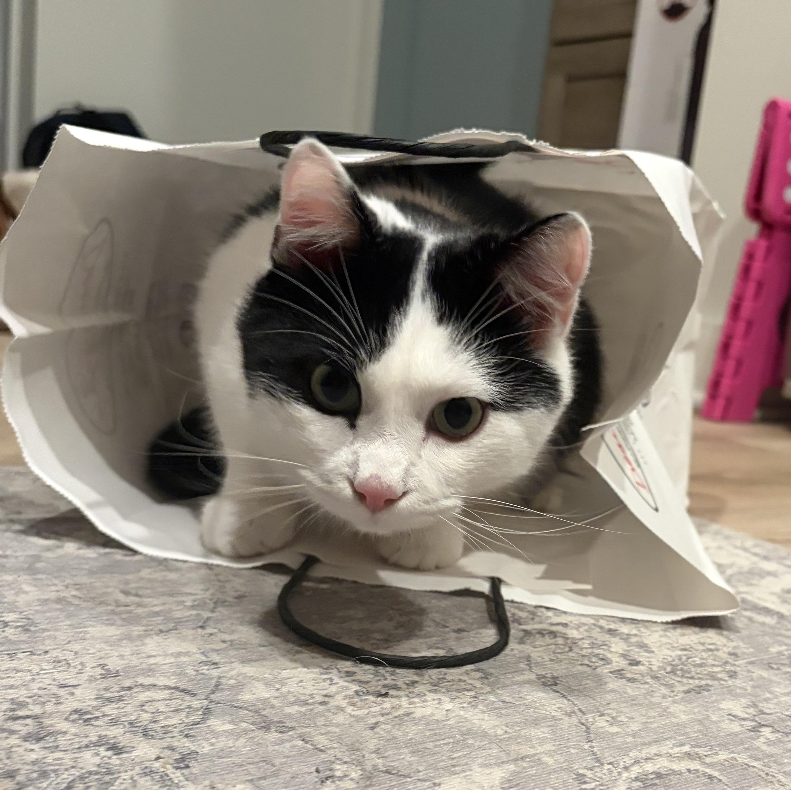 Gnocchi, adopted, Young Male Domestic Short Hair.