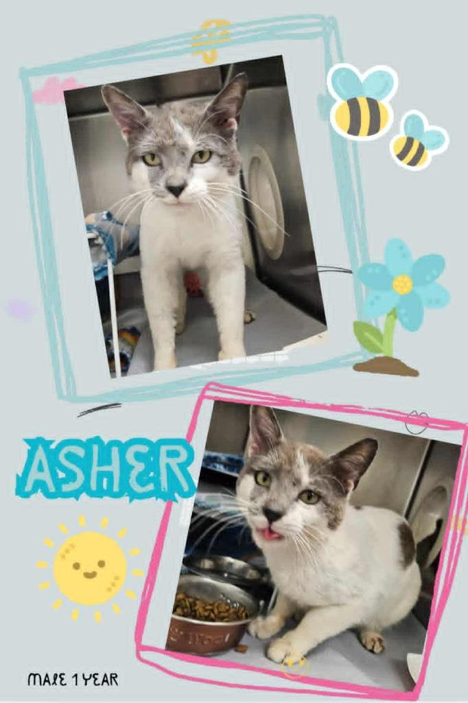 Enlarge Asher, a Adoptable mixed breed in Blountville, TN image 2/2