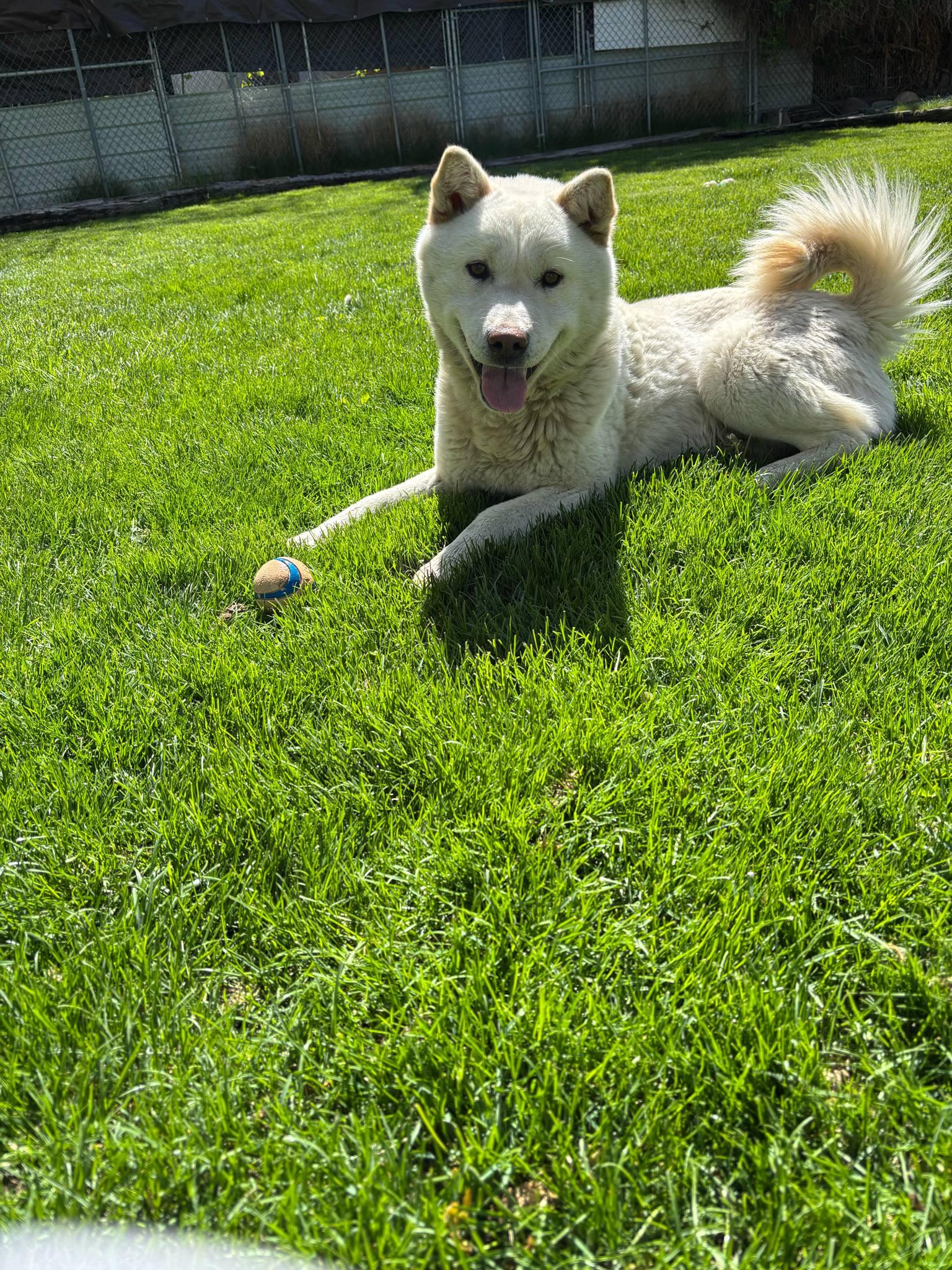 Enlarge Kuno, a Adoptable Jindo in Gardnerville, NV image 2/5
