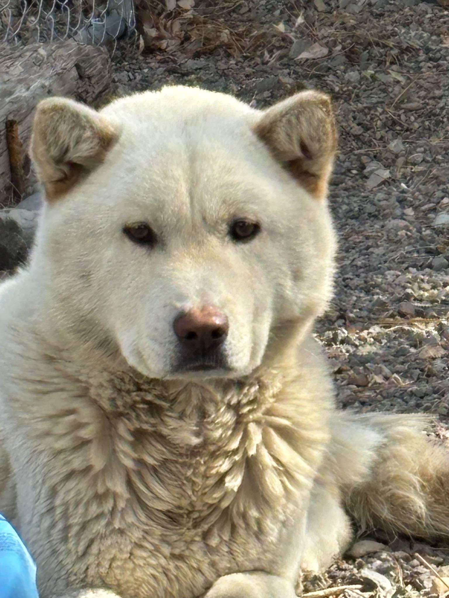 Enlarge Kuno, a Adoptable Jindo in Gardnerville, NV image 3/5