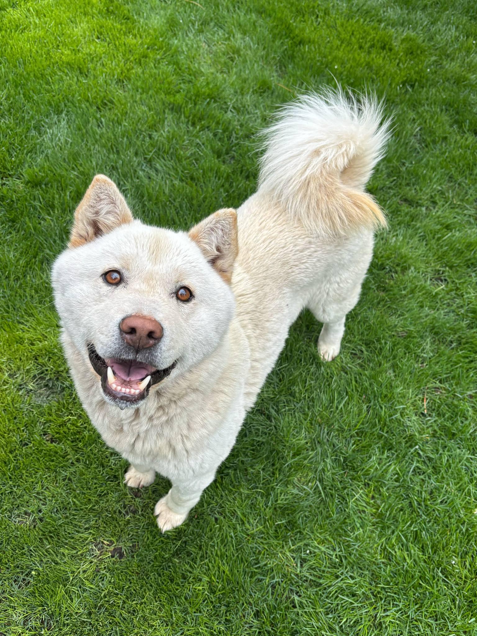 Kuno, an adoptable Jindo in Gardnerville, NV, 89460 | Photo Image 4