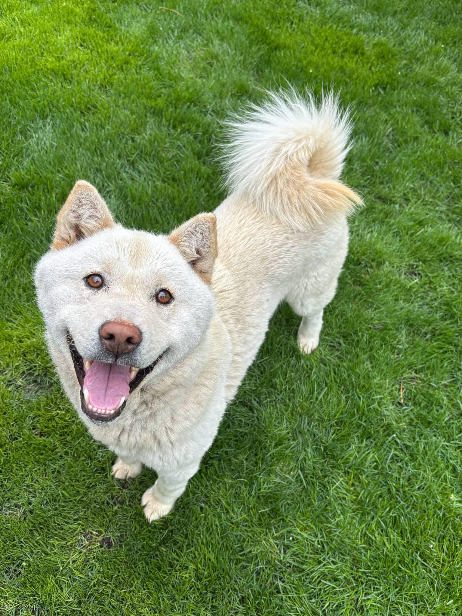 Enlarge Kuno, a Adoptable Jindo in Gardnerville, NV image 1/5