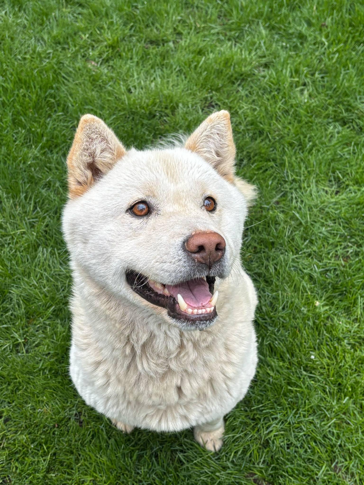 Kuno, an adoptable Jindo in Gardnerville, NV, 89460 | Photo Image 5