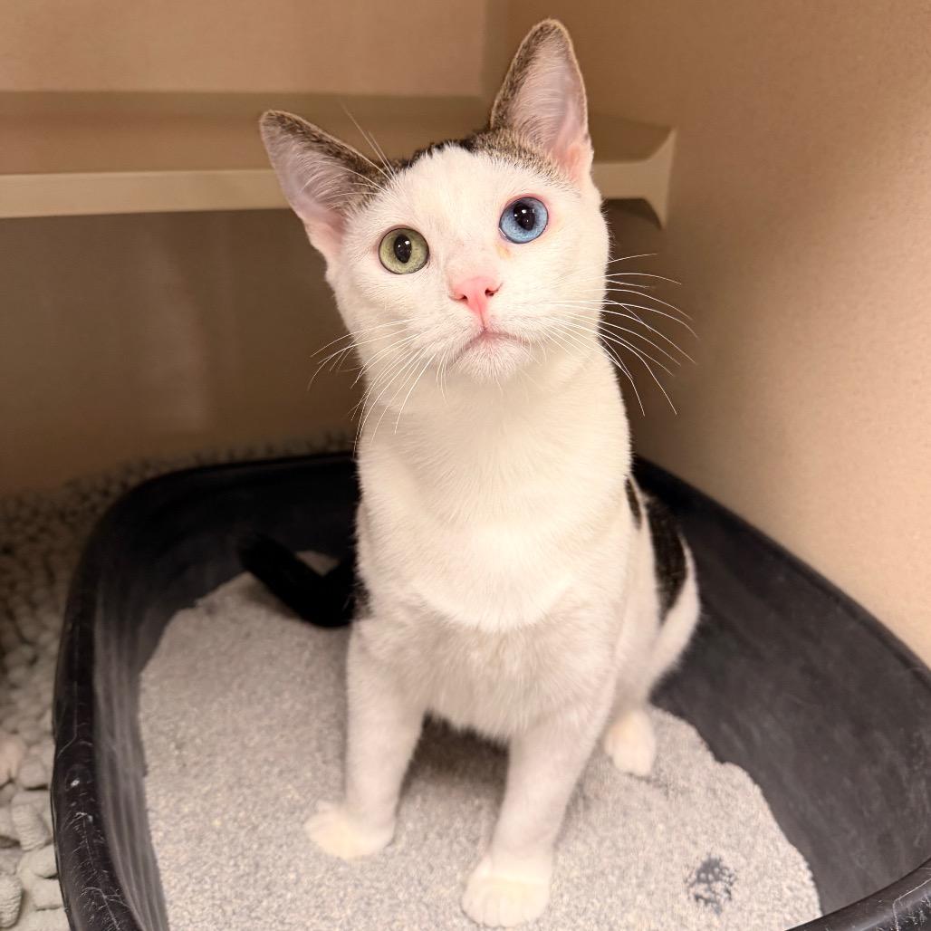 Alaric, Adoptable, Young Male Domestic Short Hair.