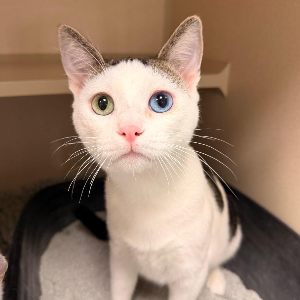 Enlarge Alaric, a Adoptable Domestic Short Hair in Pagosa Springs, CO image 2/2