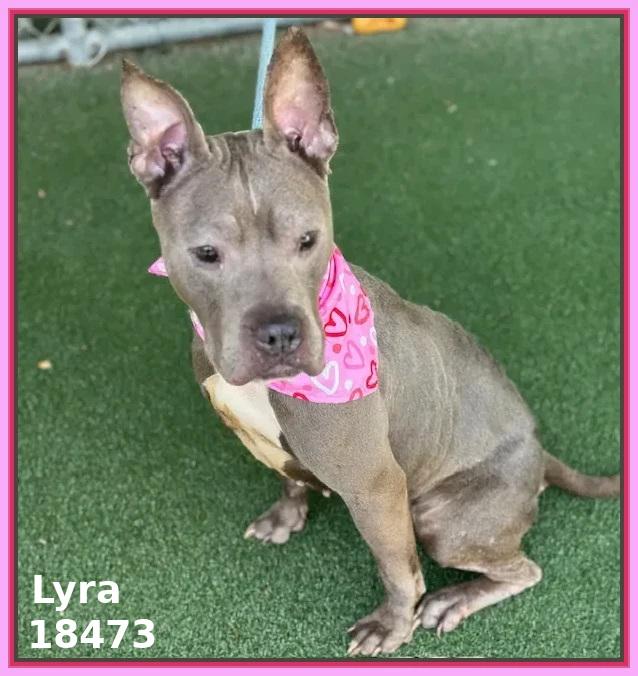 LYRA, a ADOPTABLE mixed breed in Marietta, GA image 5/5