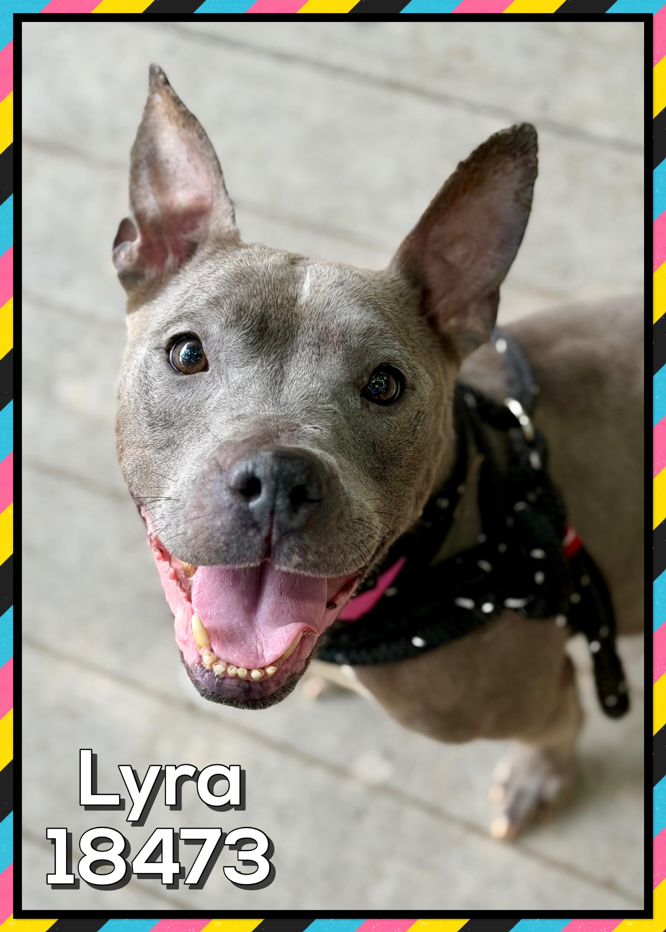 LYRA, a ADOPTABLE mixed breed in Marietta, GA image 2/5