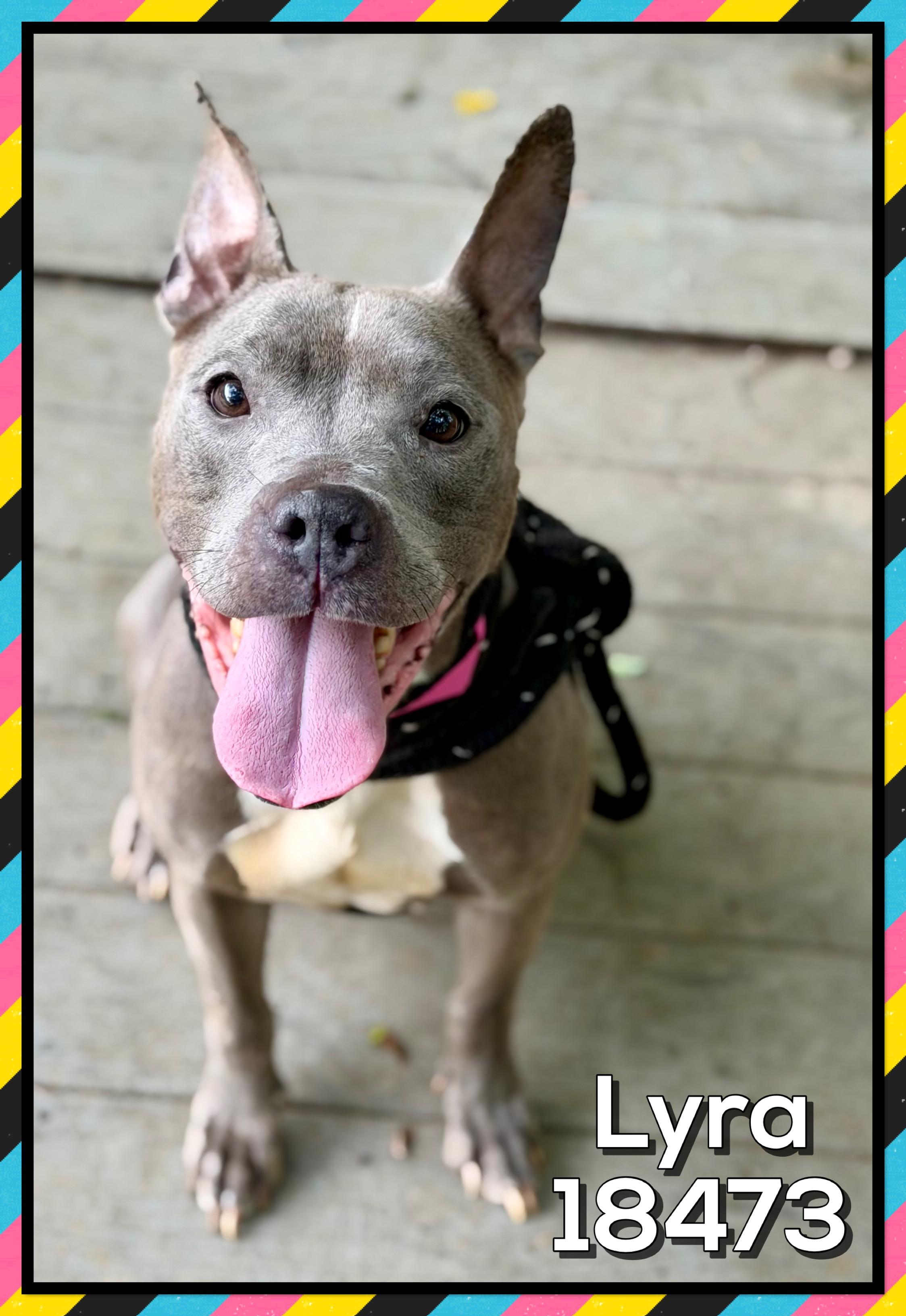 LYRA, a ADOPTABLE mixed breed in Marietta, GA image 1/5