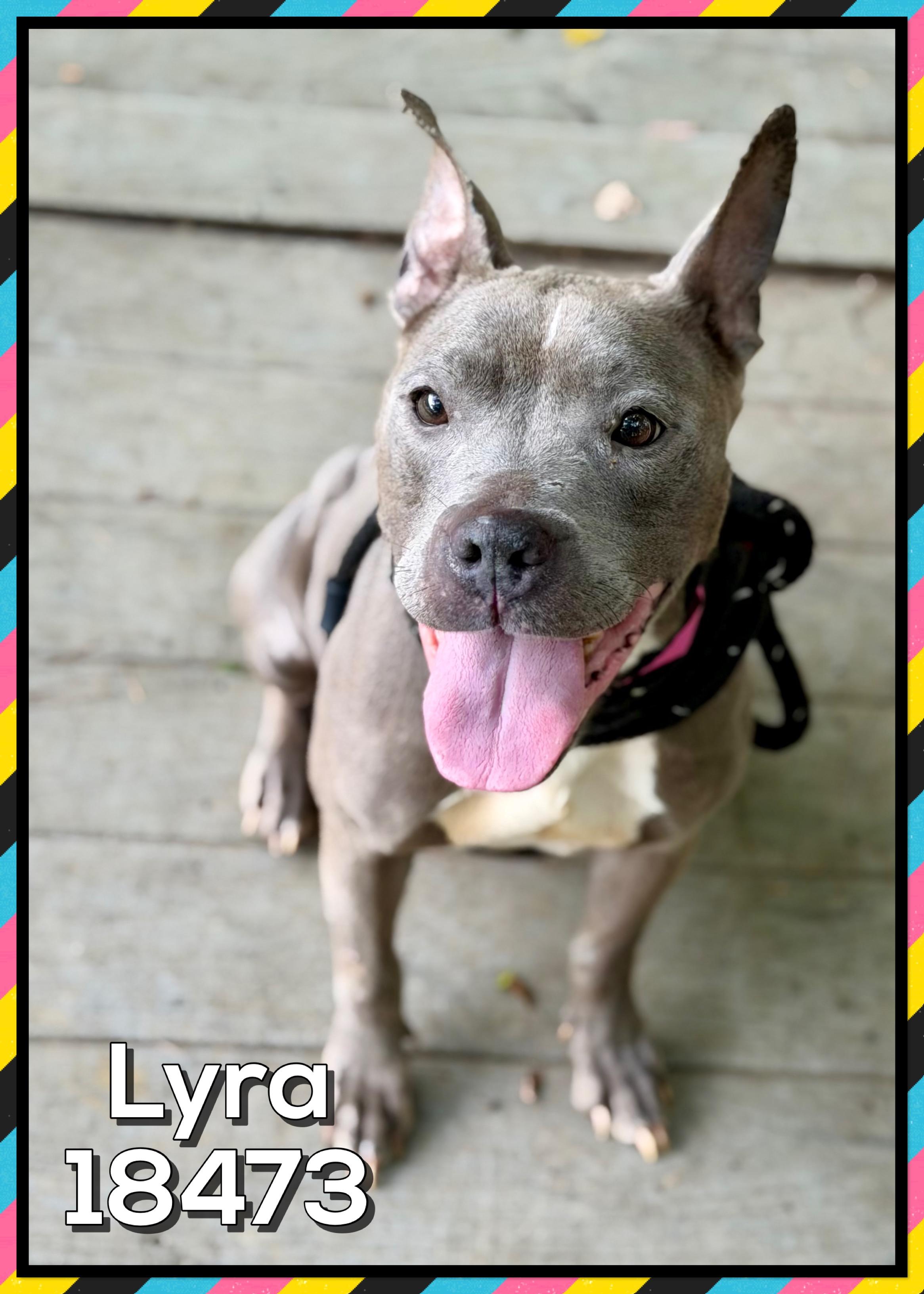 LYRA, a ADOPTABLE mixed breed in Marietta, GA image 3/5