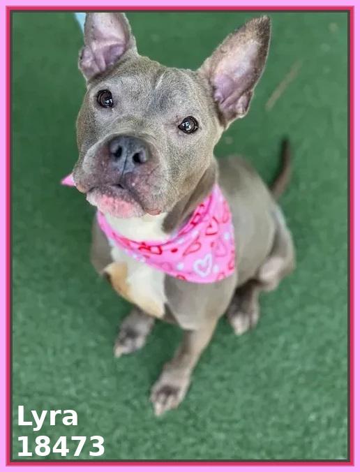 LYRA, a ADOPTABLE mixed breed in Marietta, GA image 4/5