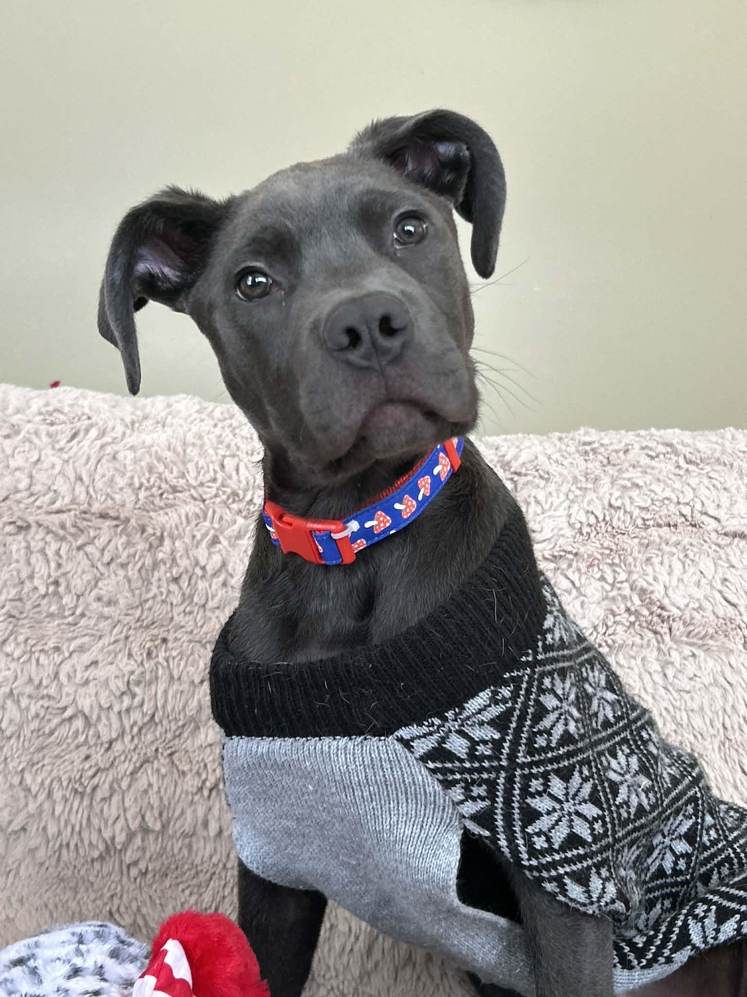 Tiny, ADOPTABLE, Puppy Male Mastiff.