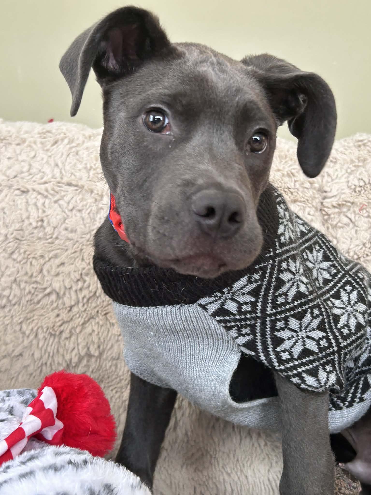 Enlarge Tiny, a ADOPTABLE mixed breed in Brunswick, ME image 2/3