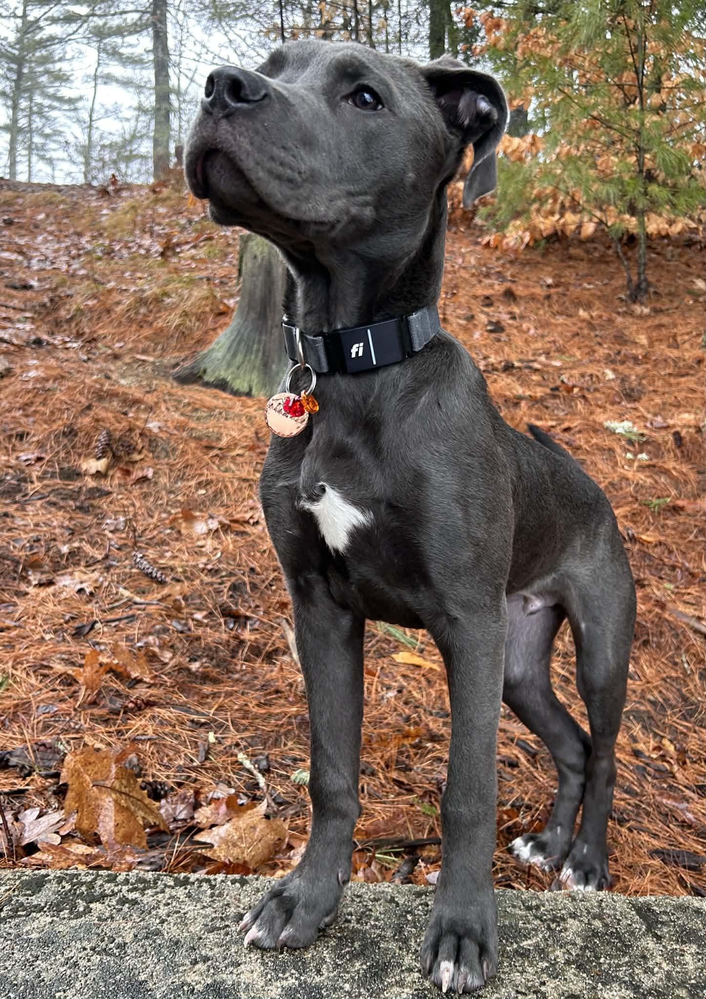 Enlarge Tiny, a ADOPTABLE mixed breed in Brunswick, ME image 1/6