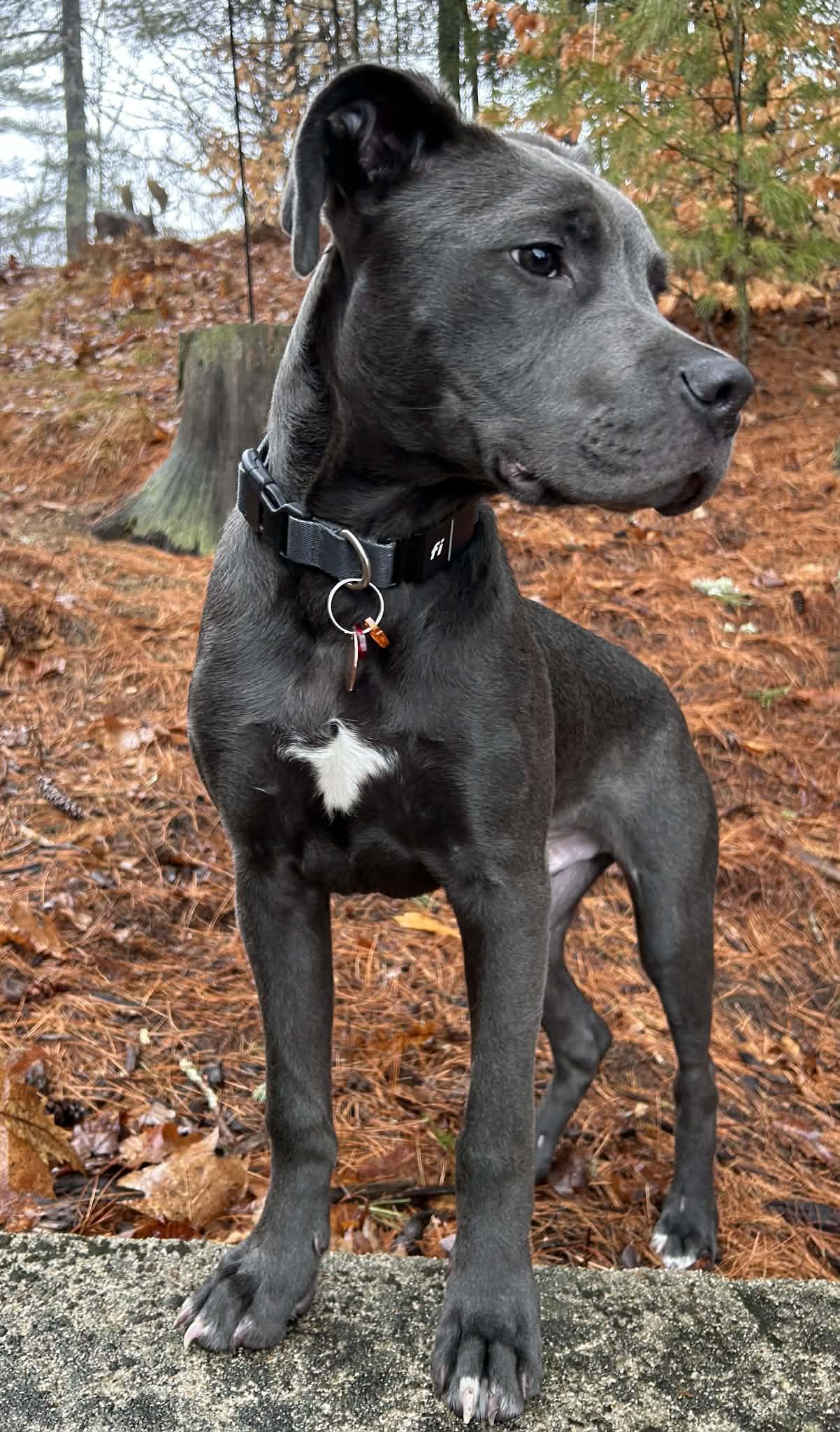 Enlarge Tiny, a ADOPTABLE mixed breed in Brunswick, ME image 4/6