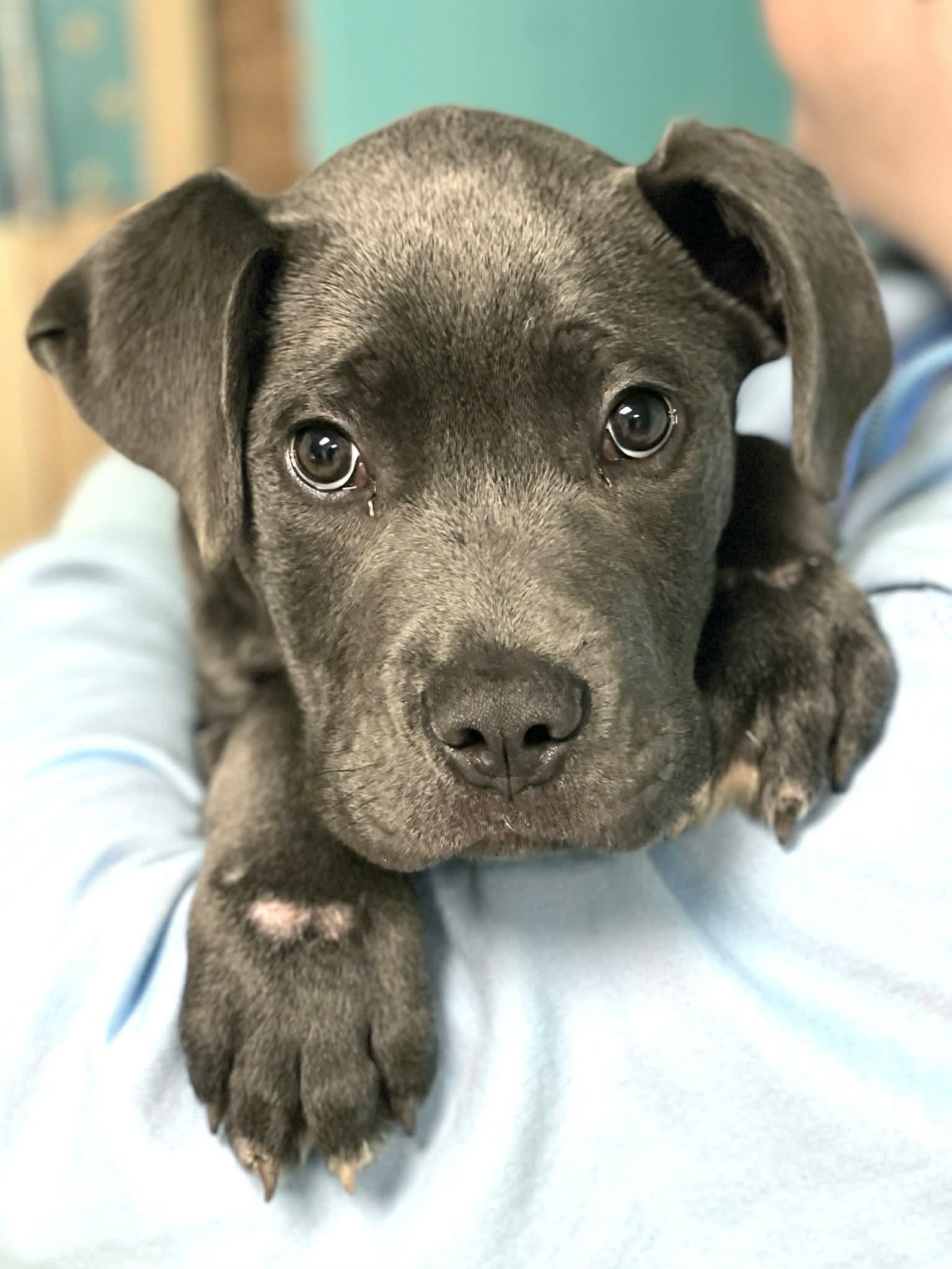 Enlarge Tiny, a ADOPTABLE mixed breed in Brunswick, ME image 1/1