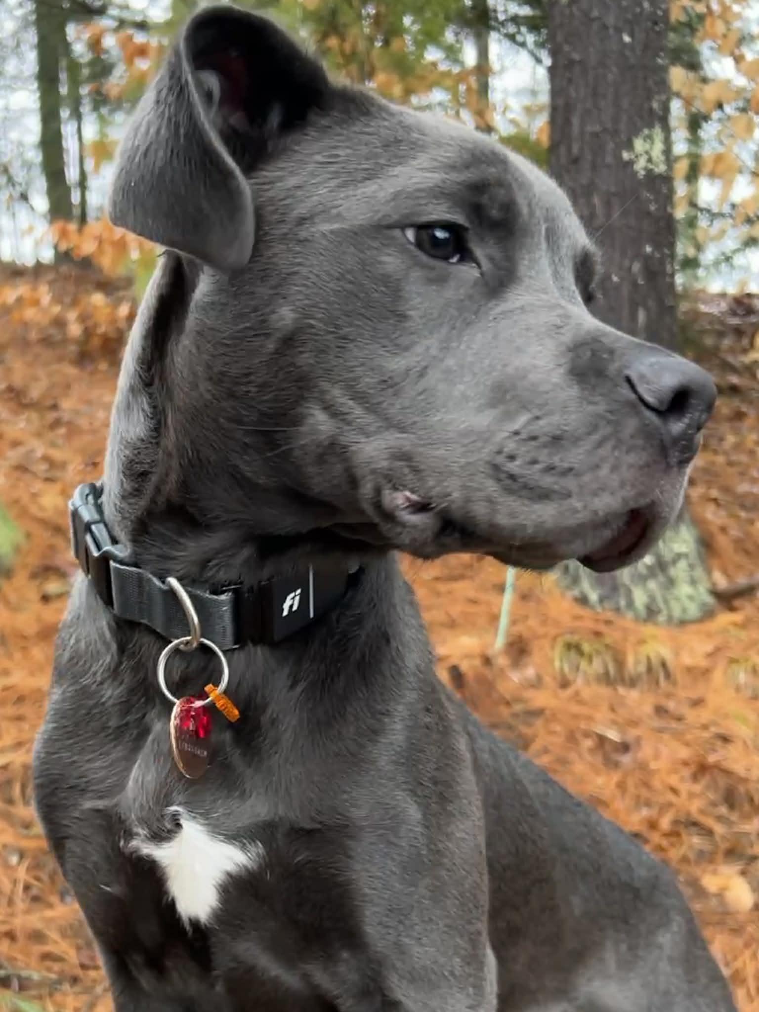 Enlarge Tiny, a ADOPTABLE mixed breed in Brunswick, ME image 2/6