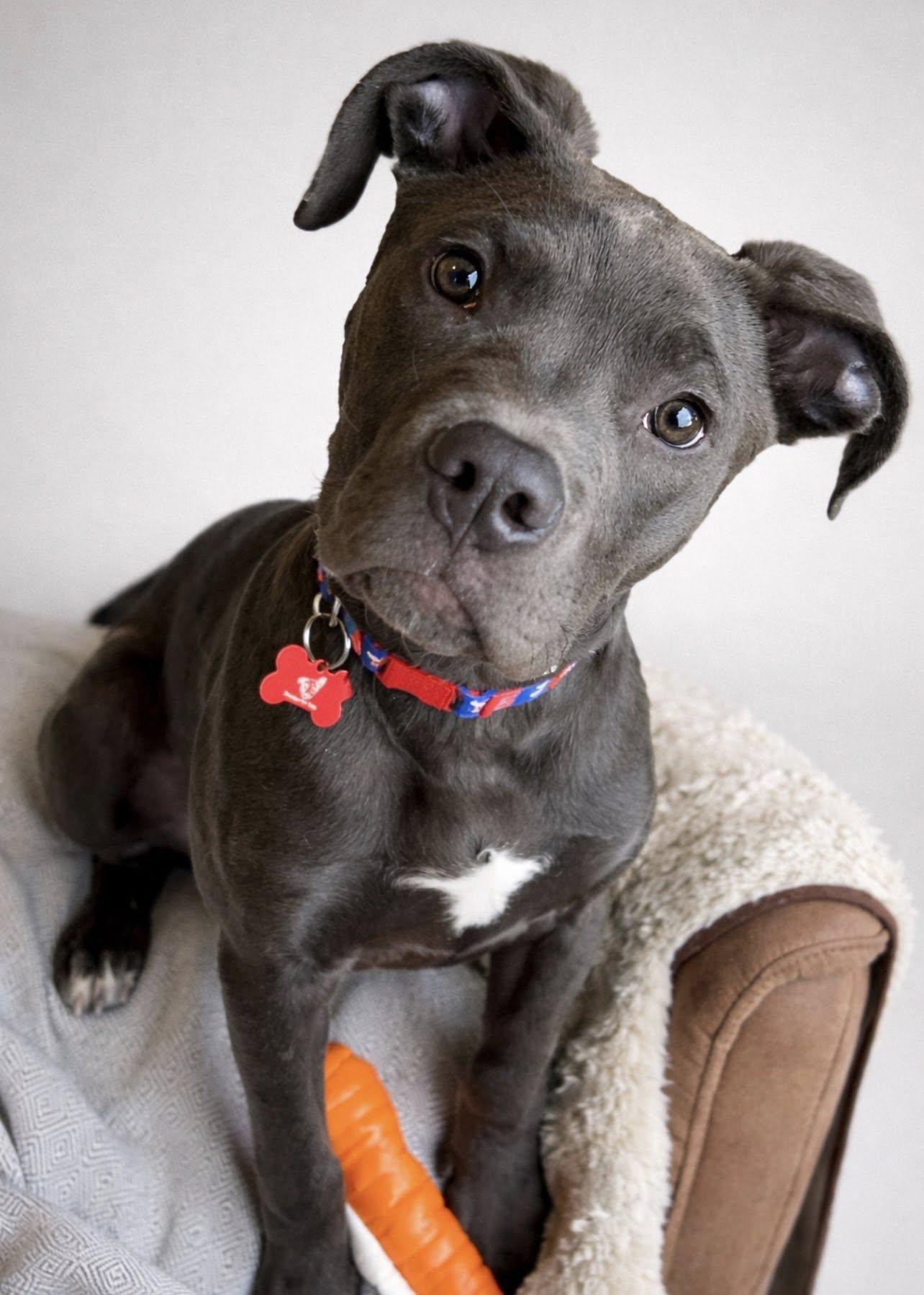 Enlarge Tiny, a ADOPTABLE mixed breed in Brunswick, ME image 2/6