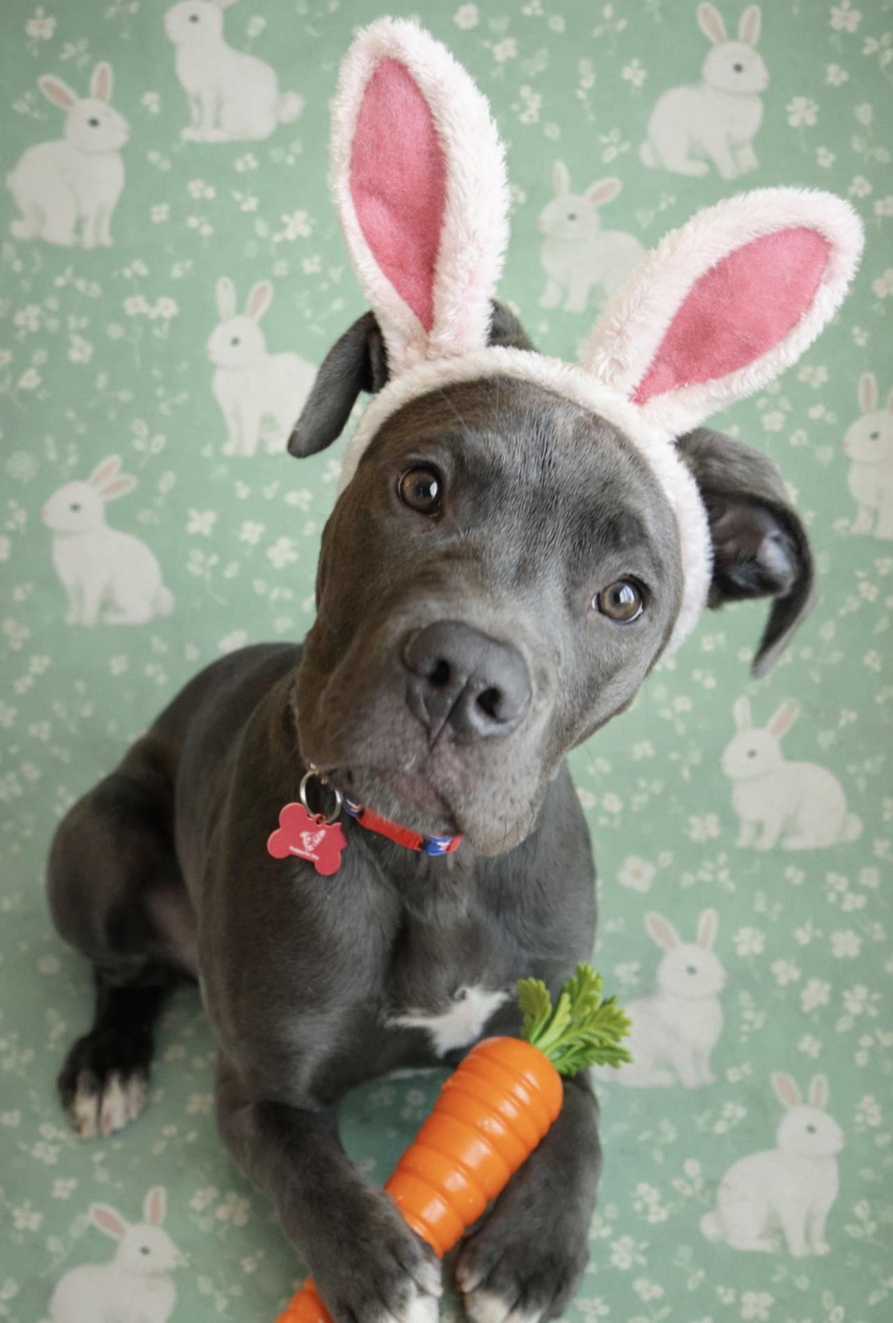 Tiny, ADOPTABLE, Puppy Male Mastiff.